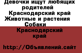 Девочки ищут любящих родителей - Краснодарский край Животные и растения » Собаки   . Краснодарский край